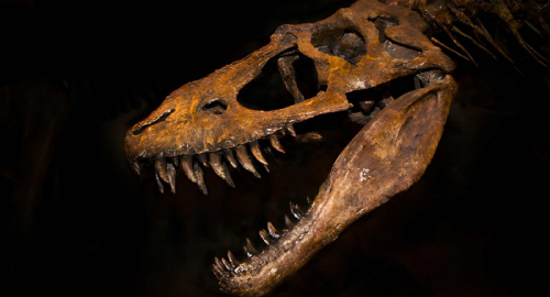 Gus Rex venduto per 50 milioni: record e polemiche